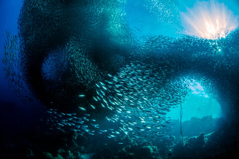 Sardines in the Sun — Natural World Finalist