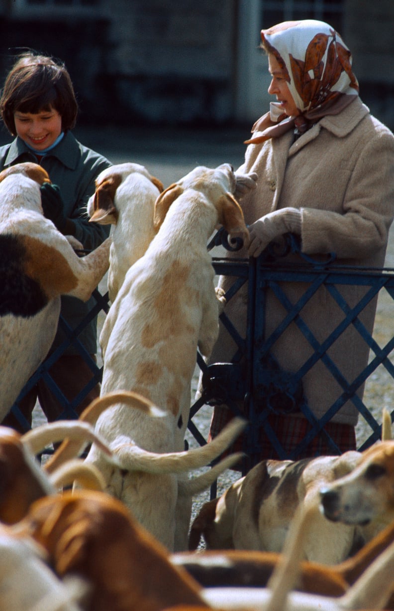 The Queen's Hunting Dogs