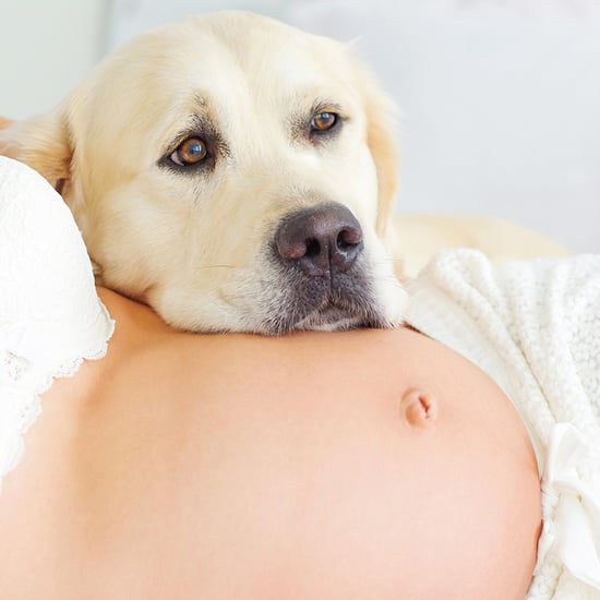 How Can Pets Tell That You're Pregnant