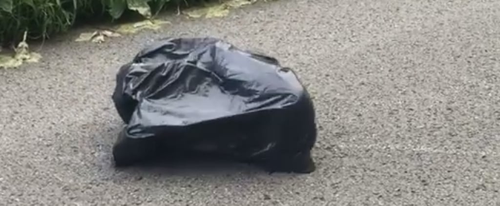 Video of Abandoned Dog Found in a Garbage Bag