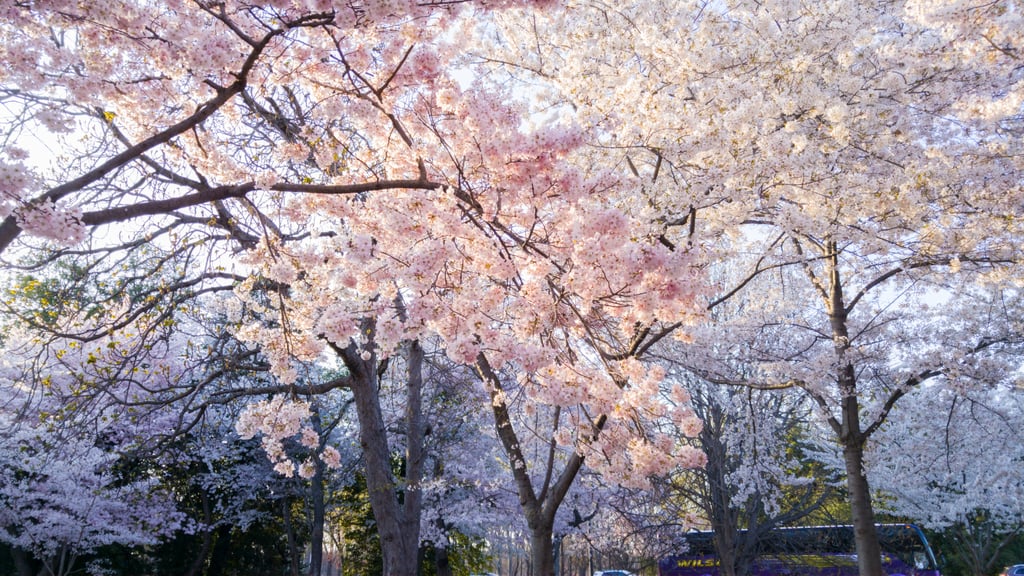 Pretty Photos of Cherry Blossoms