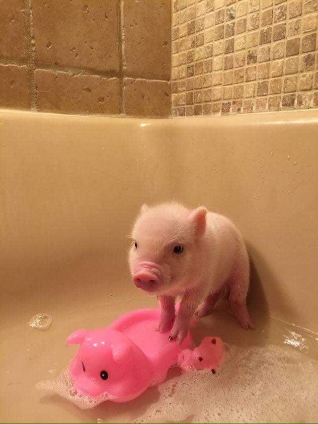 This squeaky clean piggy