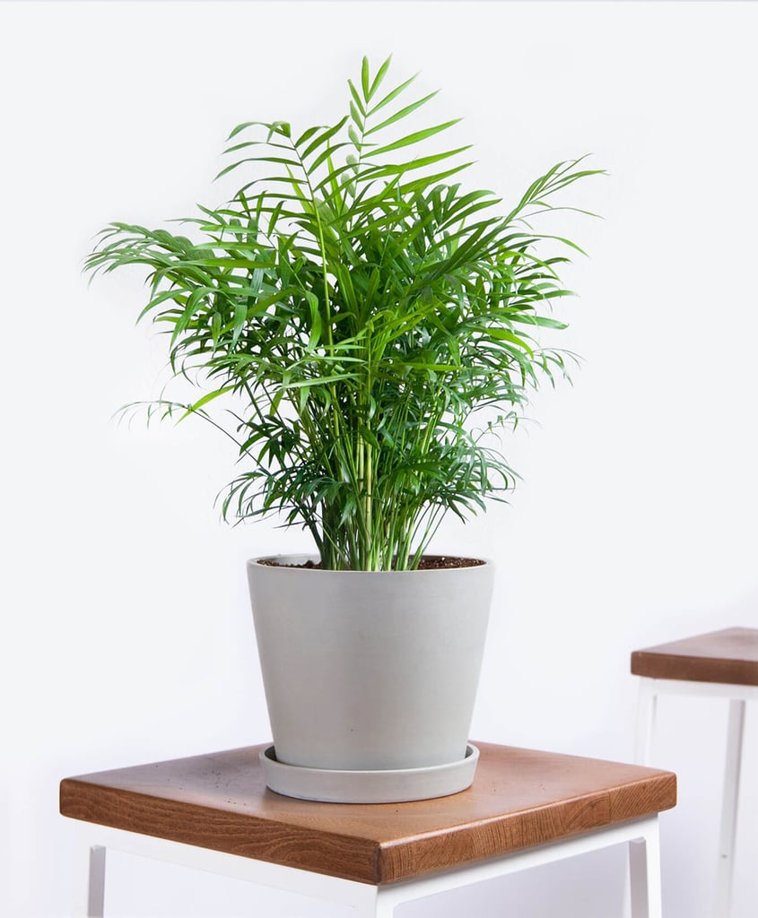 What to Shop: Potted Parlor Palm Indoor Plant