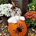 Pictures of Dogs Inside of Pumpkins