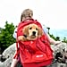 Best Travel Products For Pets