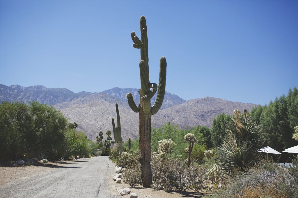 Stylish Palm Springs Wedding Pictures