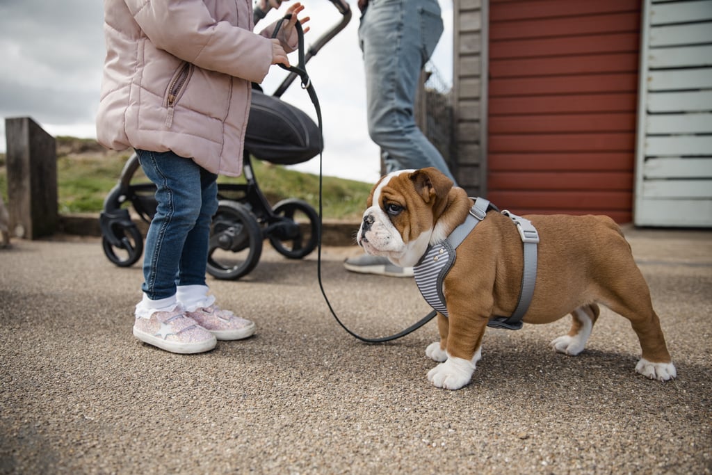 Get Your Puppy a Harness