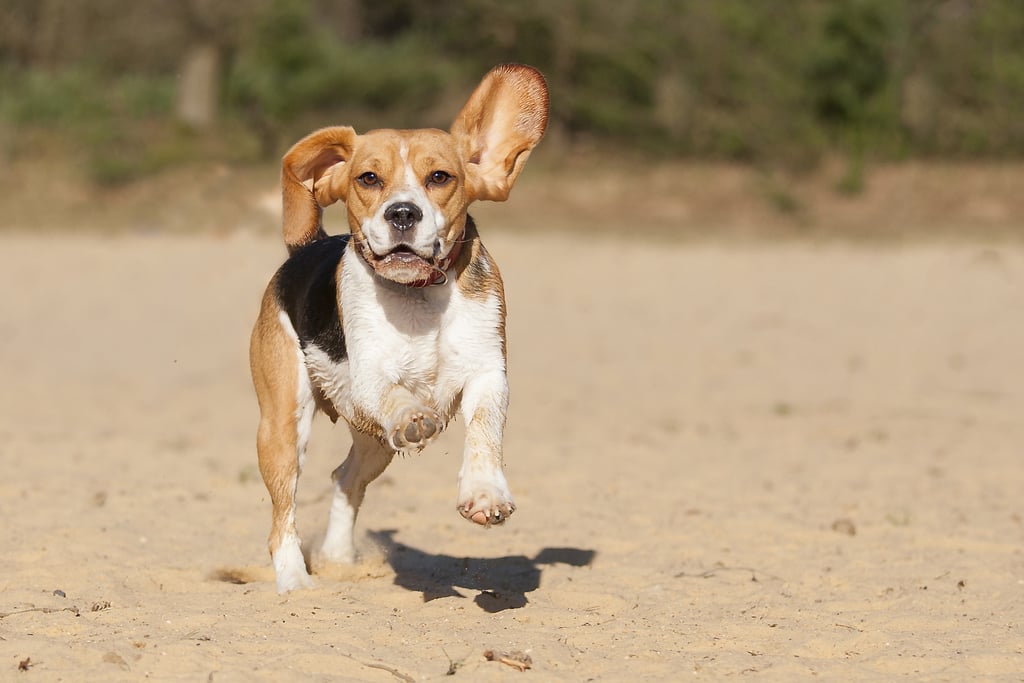 Cutest Pictures of Beagles