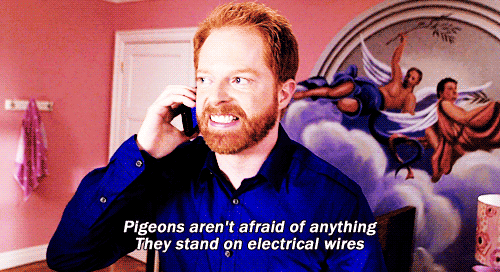 Pigeons Don't Scare You