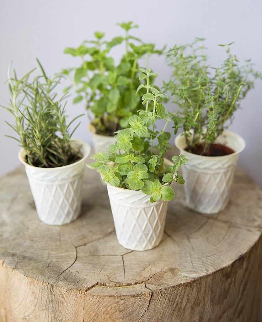 Plants on Amazon POPSUGAR Family