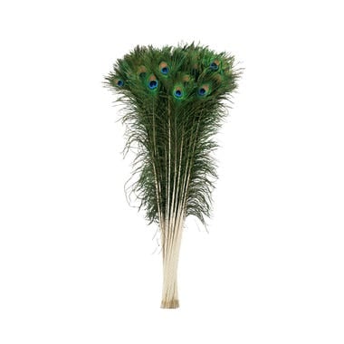 Feather Place Peacock Feather Eyes 40-45" Natural