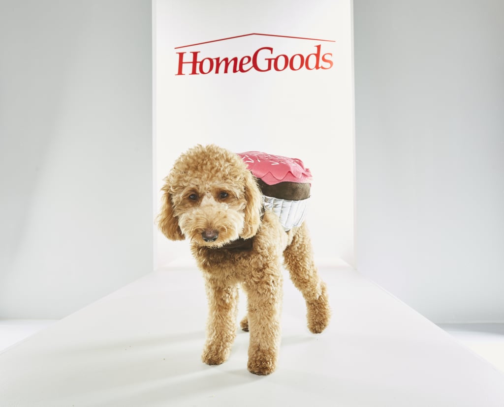 Are Dogs Allowed In Home Goods