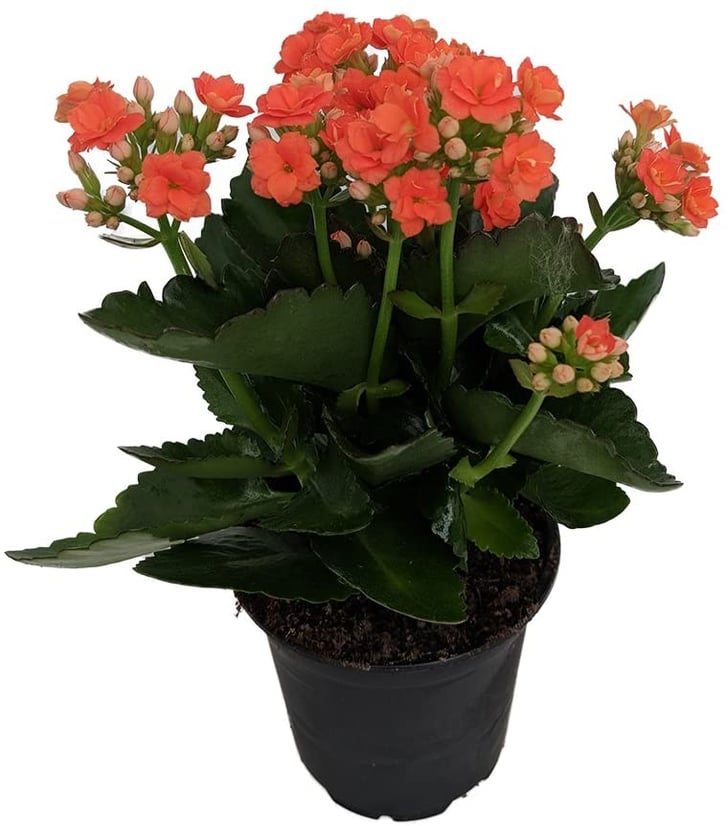 Kalanchoe Best Indoor Flower Plants For Beginners POPSUGAR Home