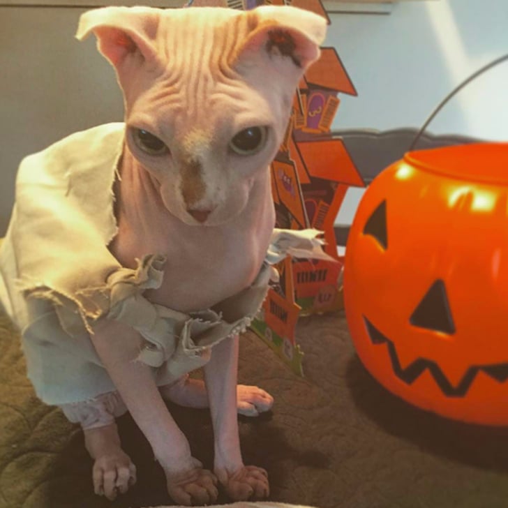 Cat Dressed as Dobby POPSUGAR Pets