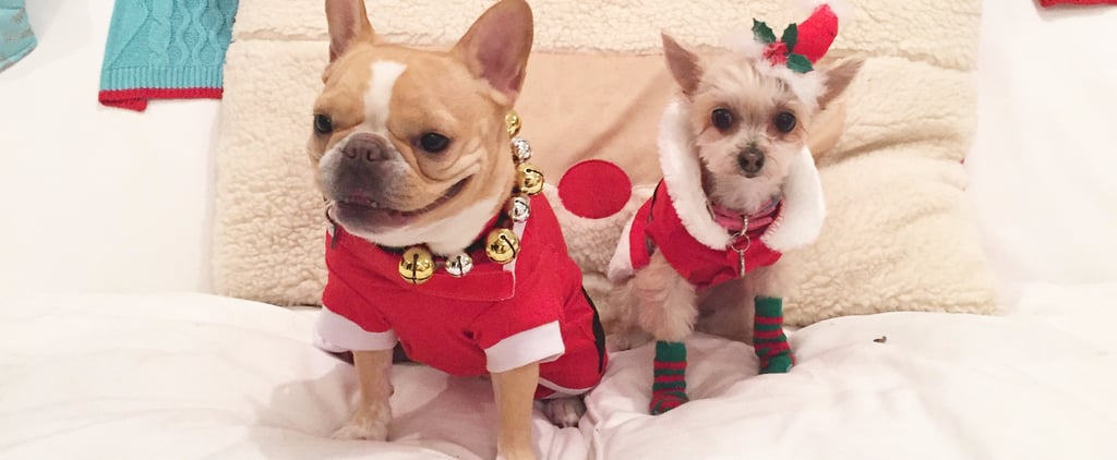 Gifts For Fashionable Dogs