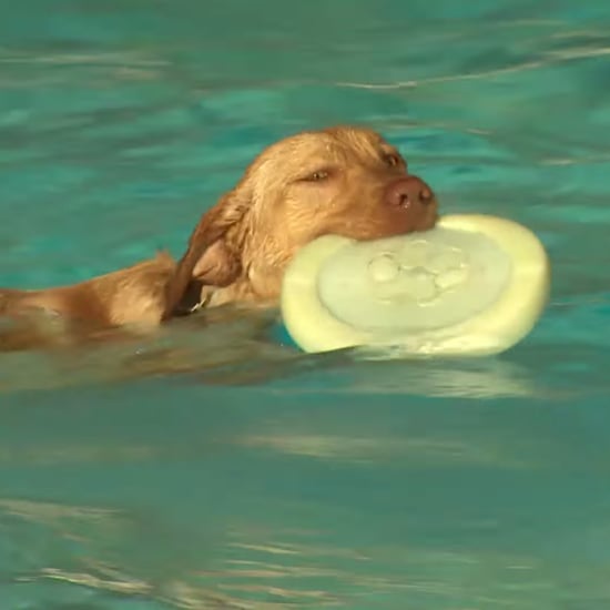 Pool in Canada Lets Dogs Swim