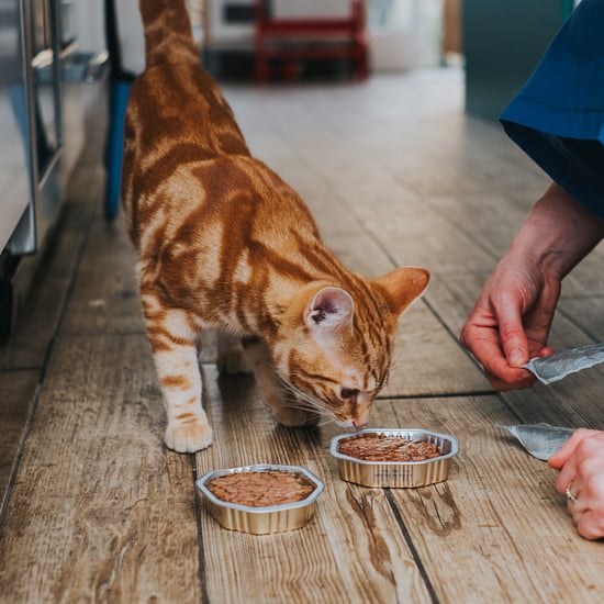 为什么我的猫假装埋葬它的食物吗?