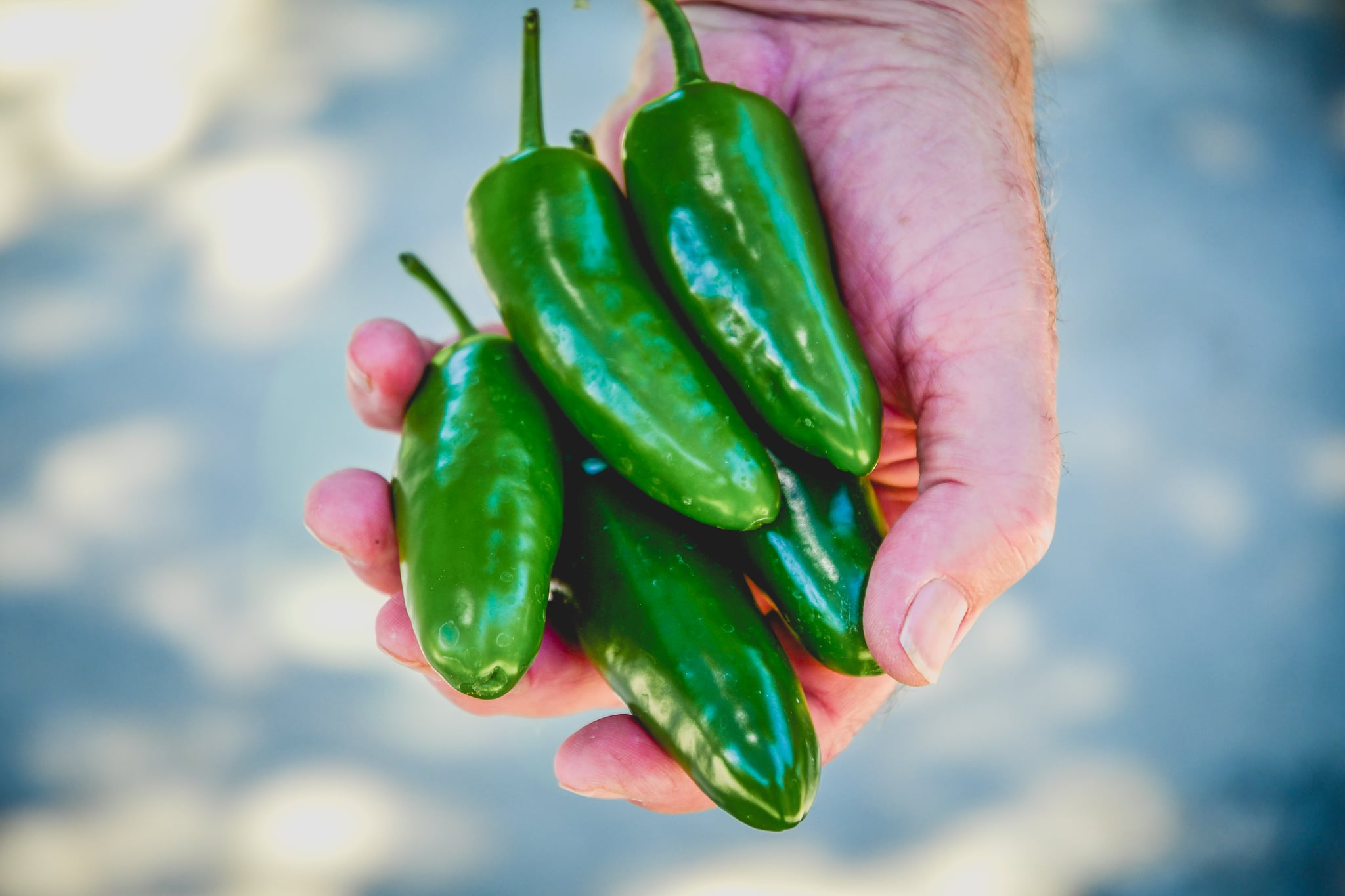 Hand holding jalapeno peppers fresh from the garden