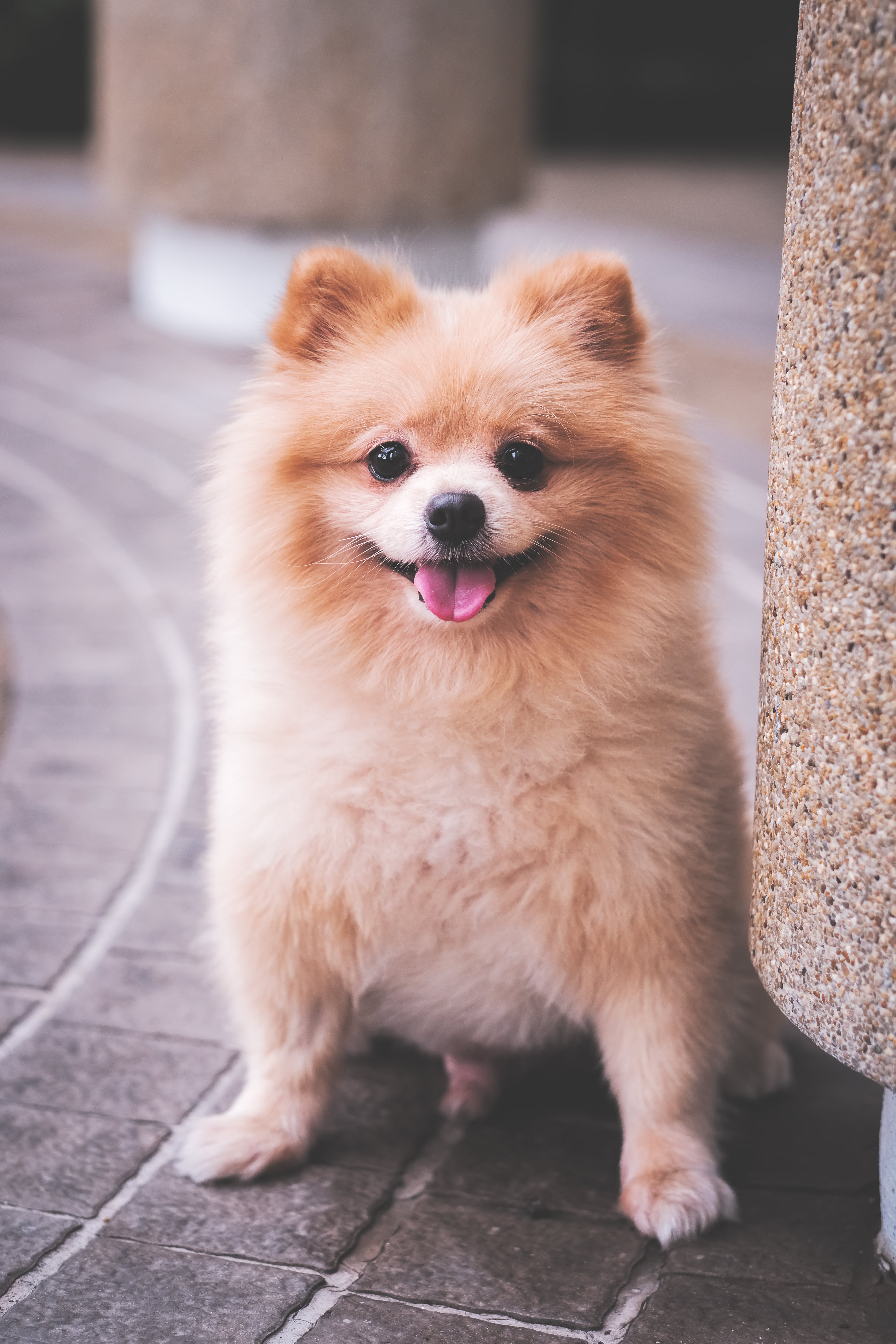 Pretty pomeranian discount