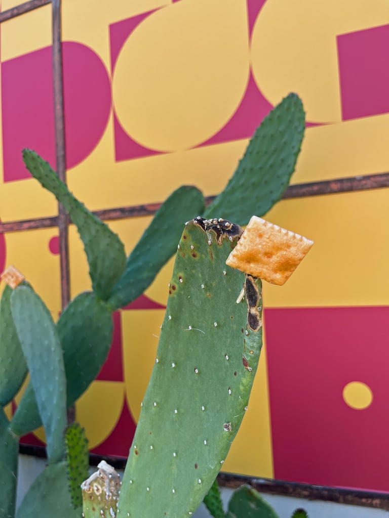 There are Easter eggs galore throughout the pop-up, including fake Cheez-It crackers stuck to the cacti.