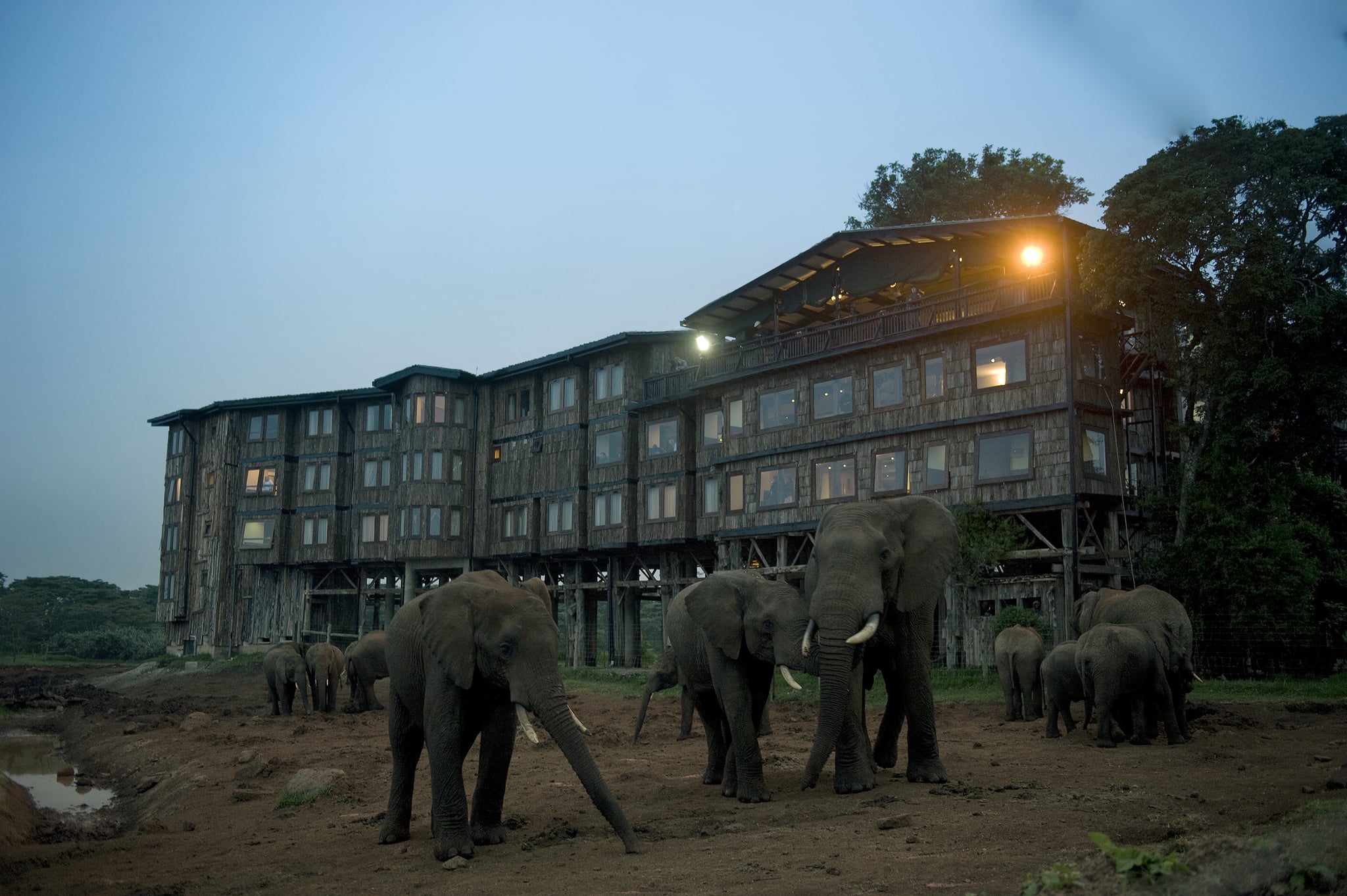 Treetops Hotel — Aberdare National Park, Kenya | 22 Hotels Fit For the  Royal Family | POPSUGAR Celebrity Photo 13