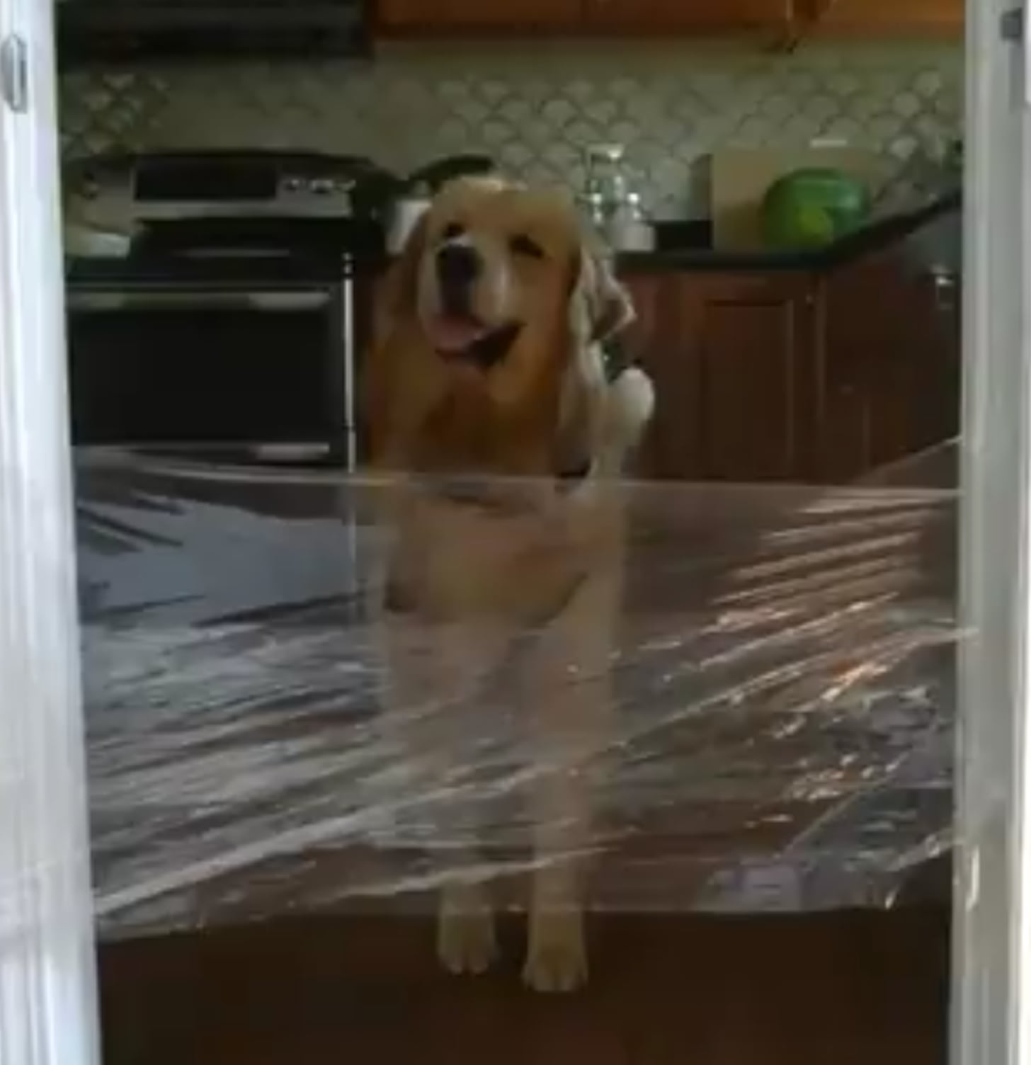 Why Do Dogs Put Their Face In Your Face