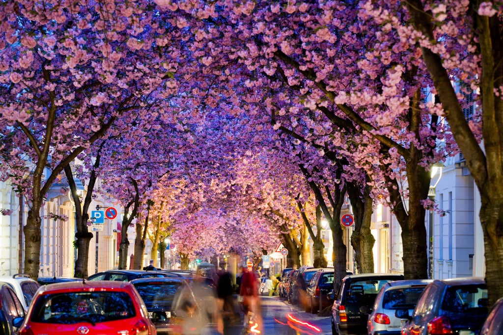 Flowering cherry trees created a gorgeous tunnel over a street in Bonn, Germany.