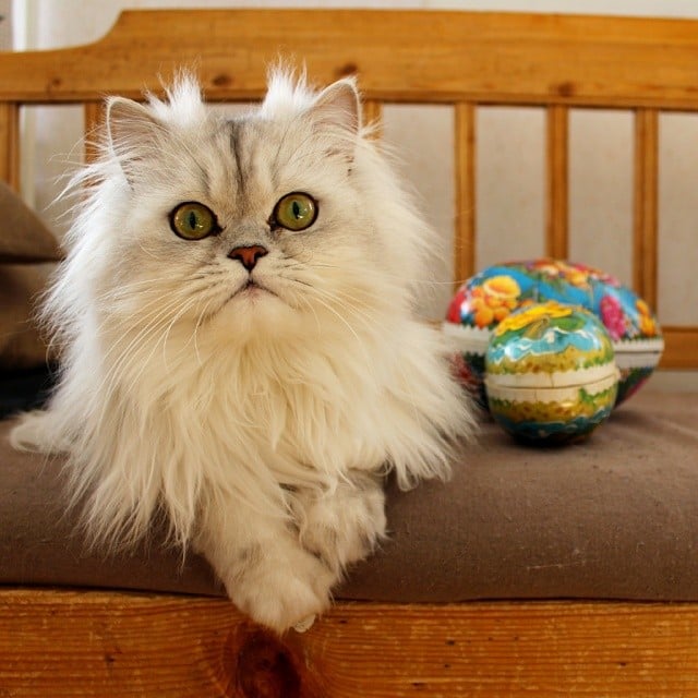 These Are Mine Pets Dressed As The Easter Bunny Popsugar