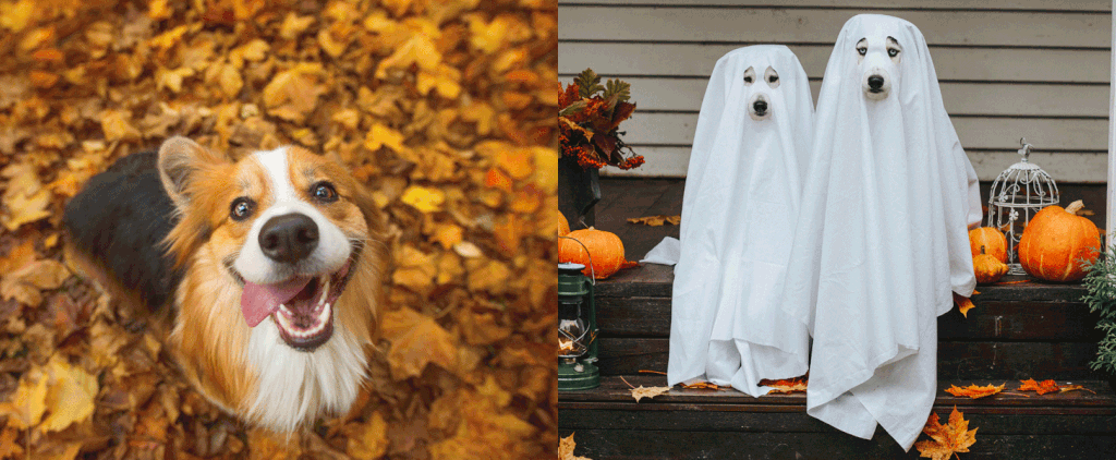 Cute Photos of Dogs in the Fall