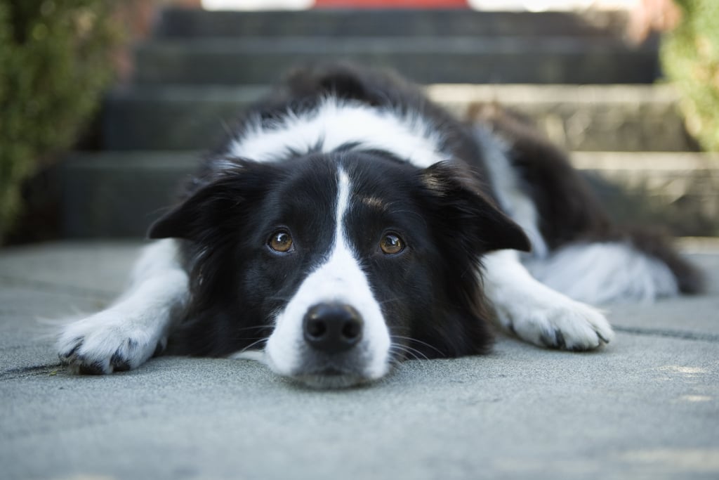 Cute Pictures Border Collies 