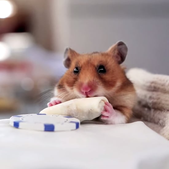 Hamster Eating Tiny Burritos | Video