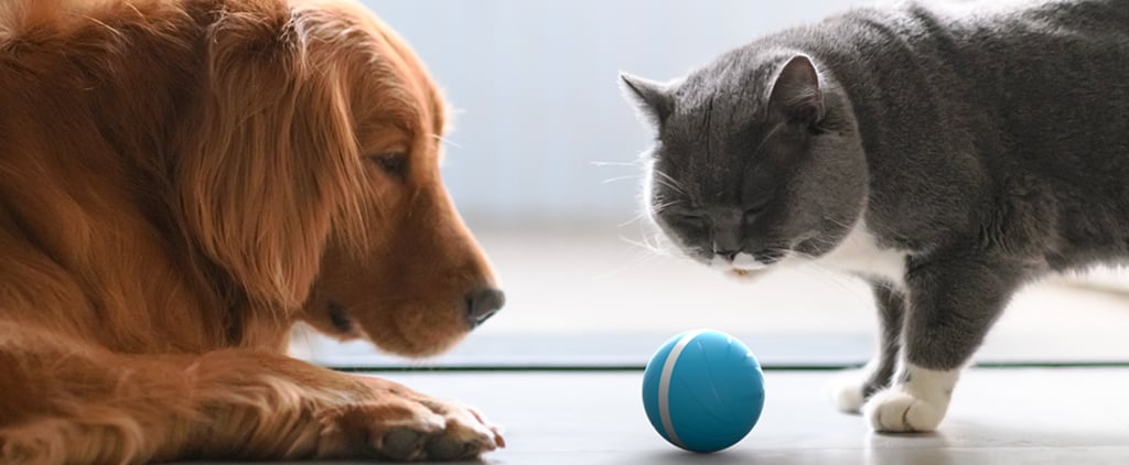 Interactive Ball For Pets
