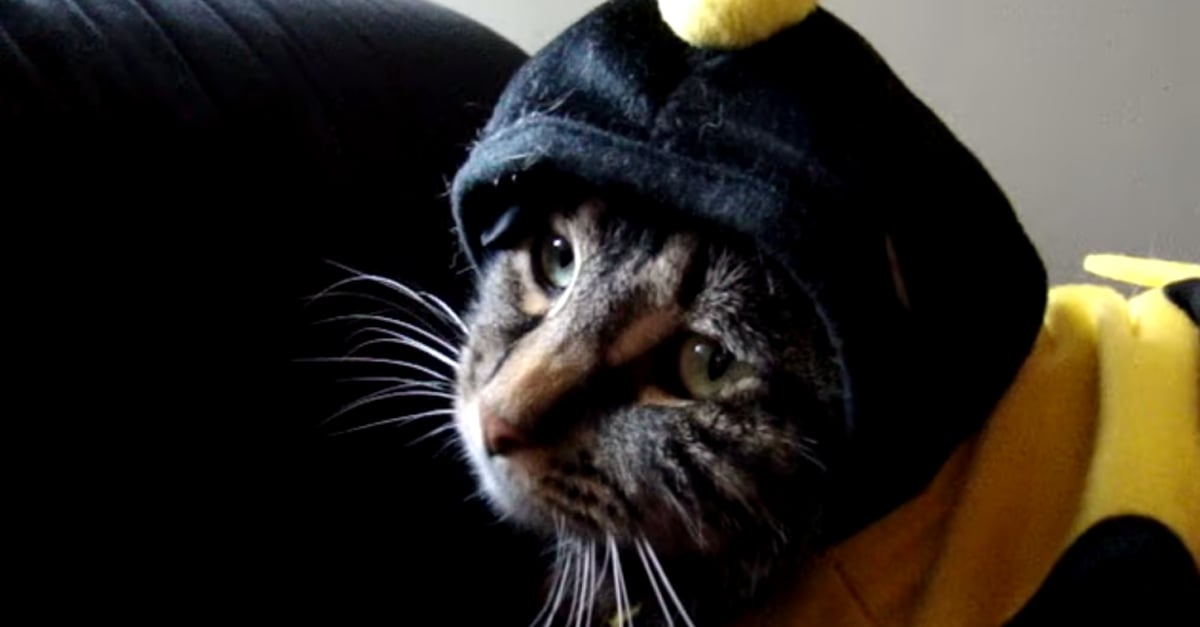 Funniest GIFs Ever | PS Tech