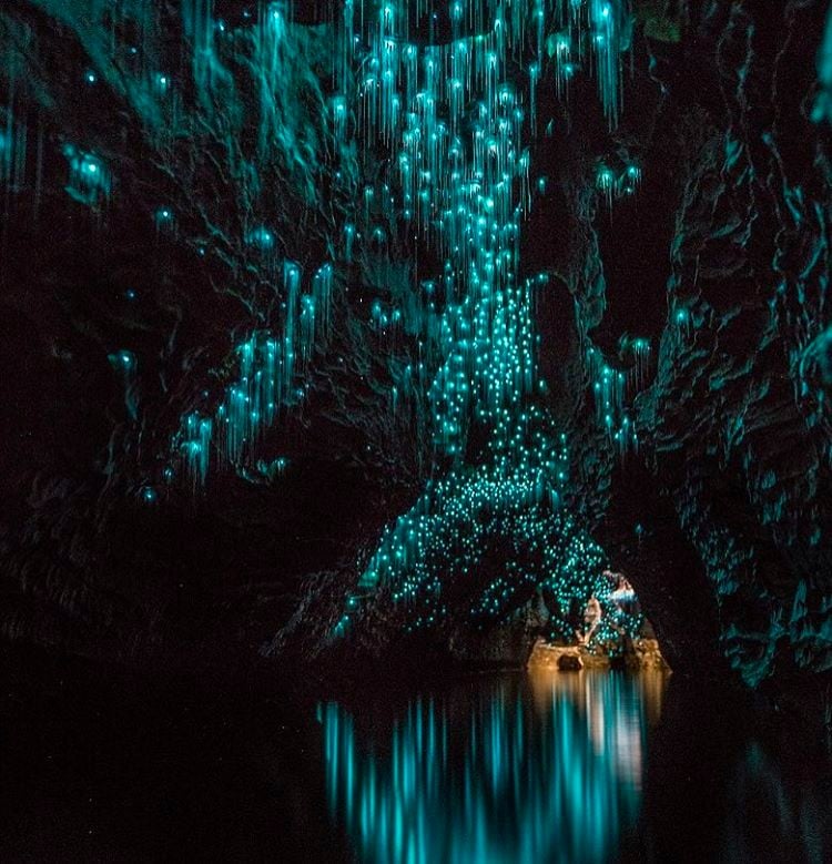 Glowworm Caves in New Zealand