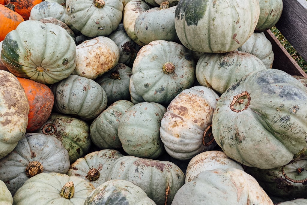 Gourds Zoom Background