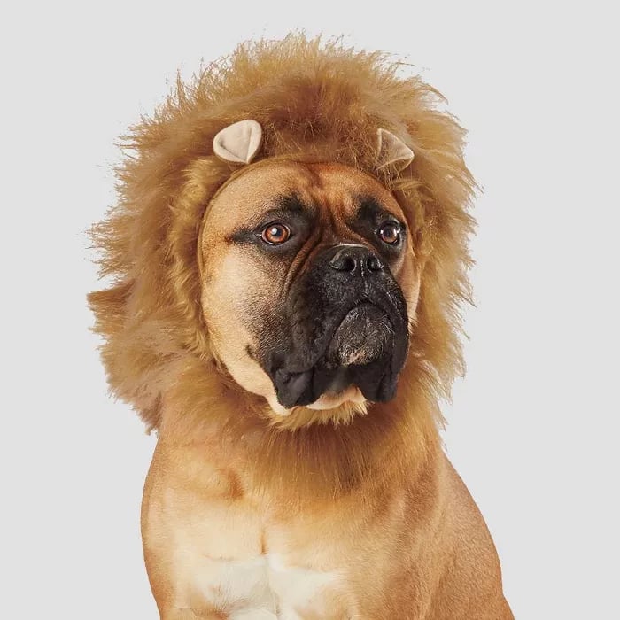 Lion Ruff Dog and Cat Costume