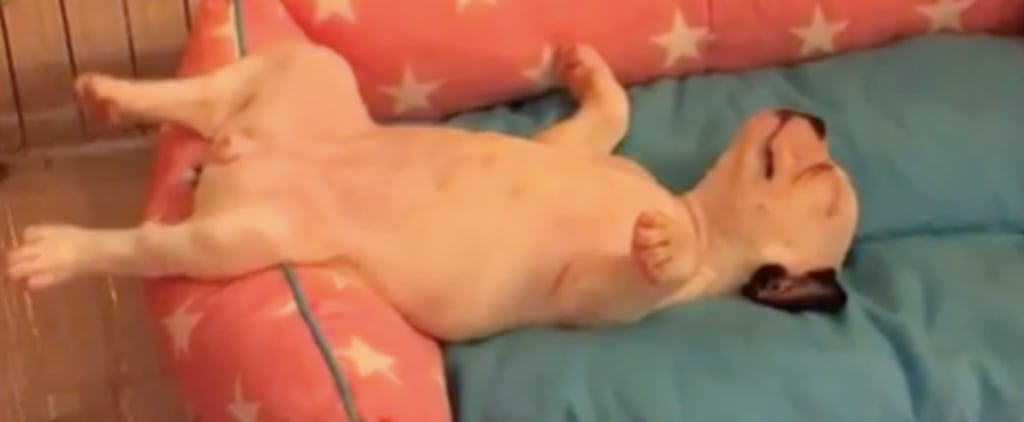 This Video of a French Bulldog Puppy Sleeping Is Pretty Much Me in the Morning