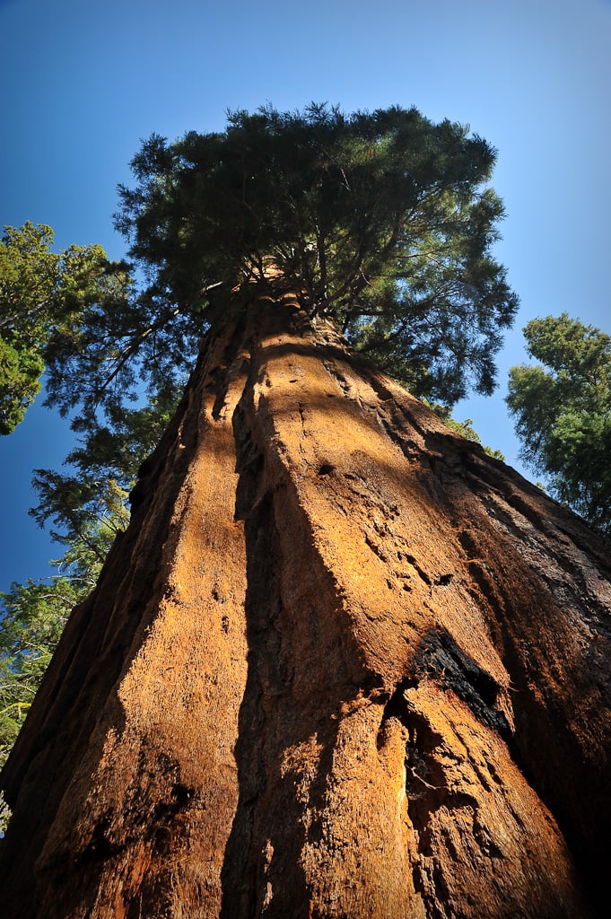 Sequoia