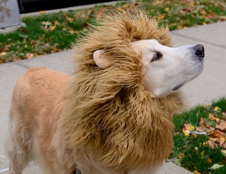 A Lion