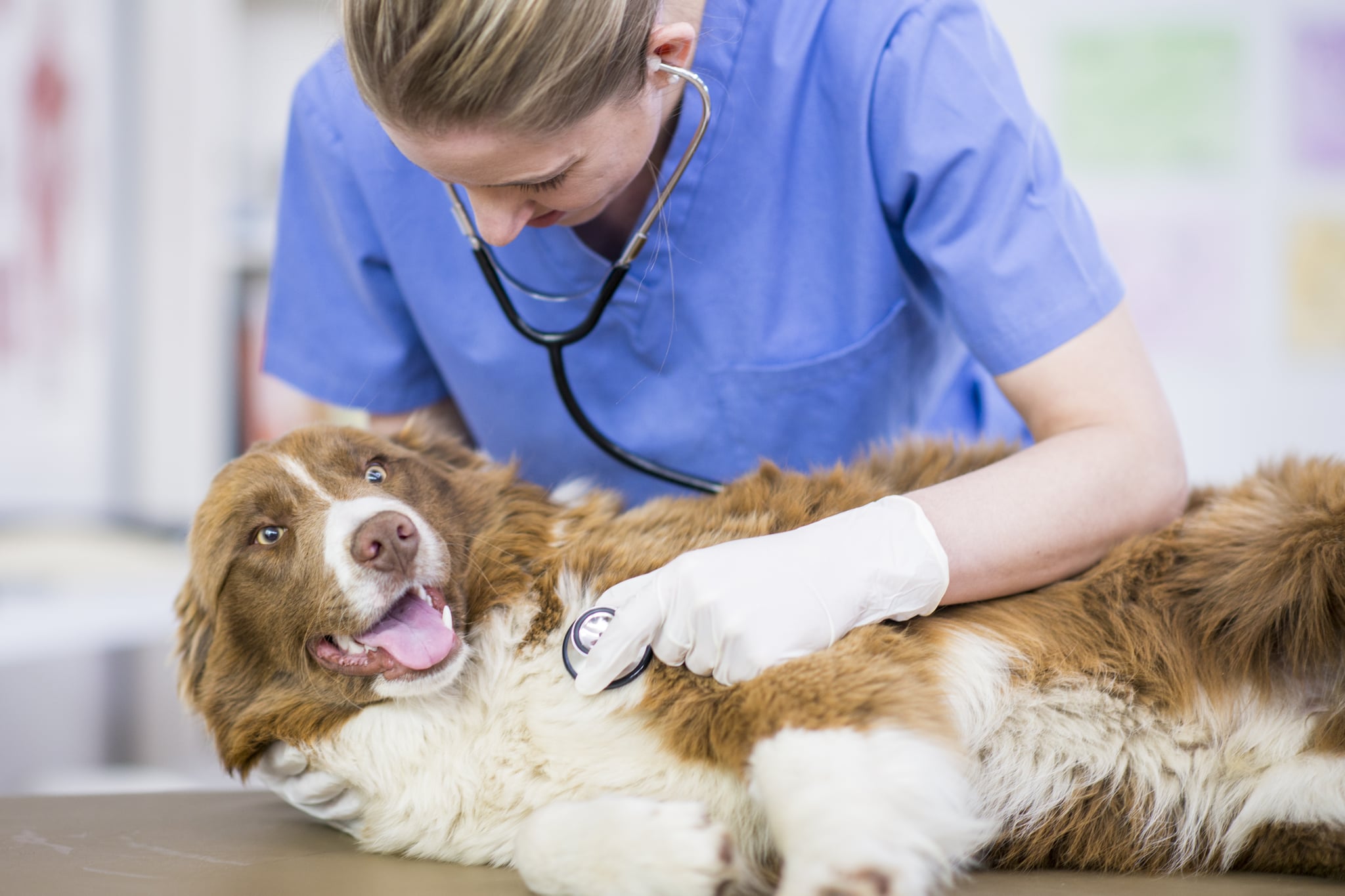 A Caucasian female veterinarian is indoors at a vet clinic. She is wearing medical clothing. She is checking the heartbeat of big border collie with a stethoscope.