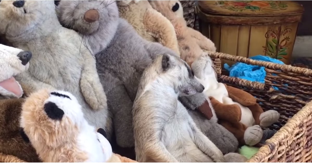 Meerkat Sleeping With Stuffed Animals Video POPSUGAR Pets