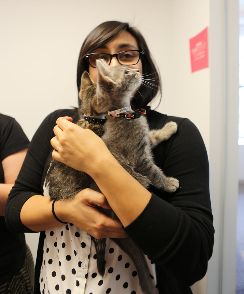 ASPCA's Adoptable Kittens