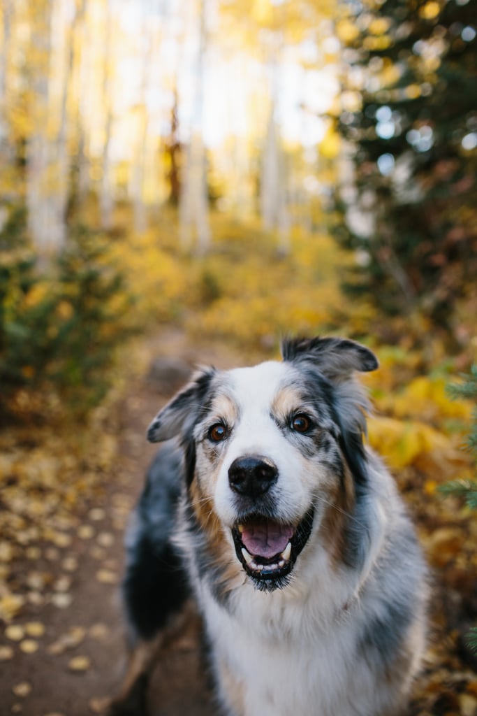 Cute Pictures of Australian Shepherds