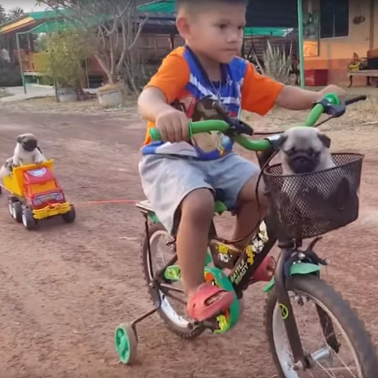 Boy Drives Puppies Around on His Bike