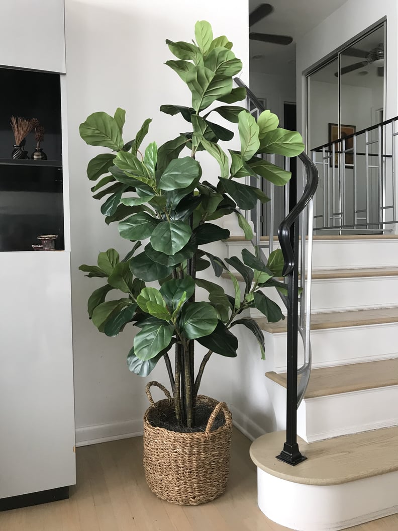 Fiddle Leaf Fig Tree With Basket