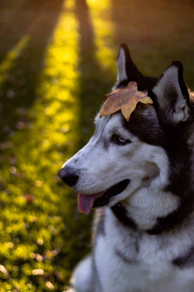 Cute Photos of Dogs in the Fall