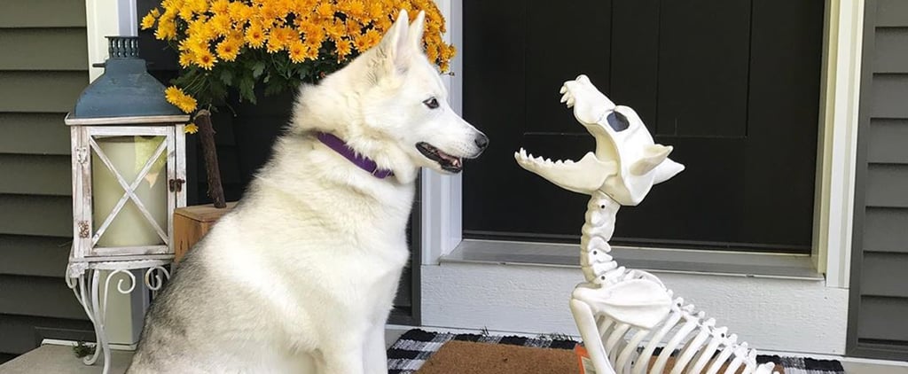 Target's Decorative Pet Skeletons Are Actually Pretty Cute