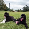 Look at These Pictures of Bo and Sunny Obama Next Time You're Feeling Down