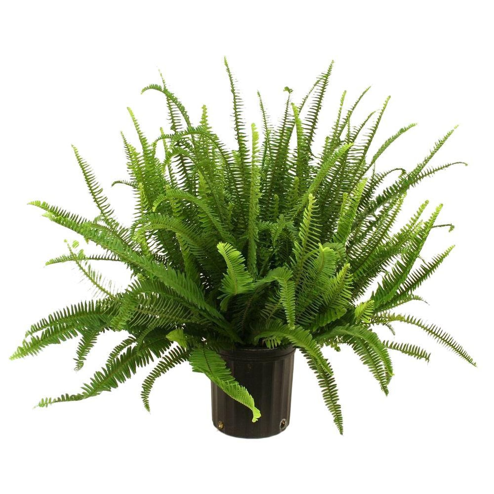 Best Trees and Plants From Home Depot POPSUGAR Home