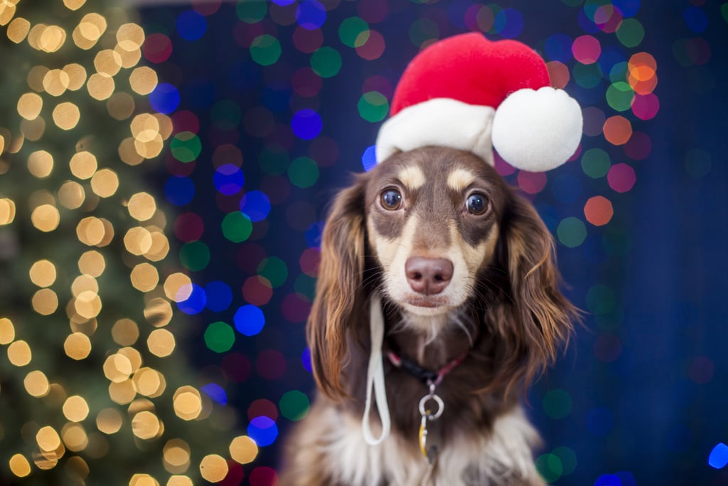 This Christmas Pup Is Shining So Bright